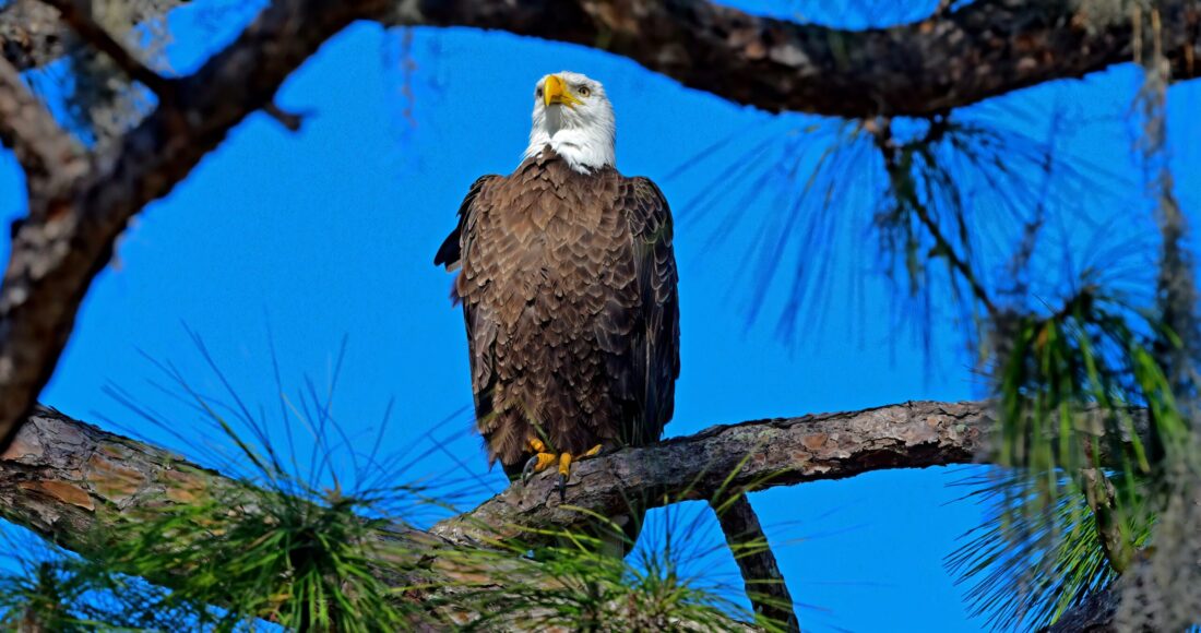 Southwest Florida Eagle Cam celebrates 15 years